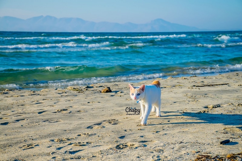 Chapy The Touring Cat – Crowdfunding Marketing campaign Overview