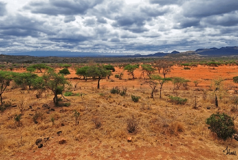 Exploring the African Wilderness – DK Grand Safaris Assessment